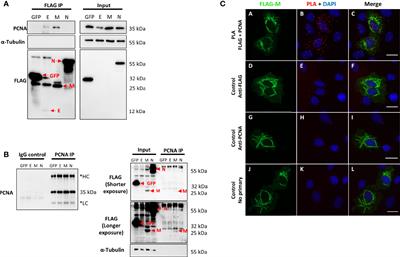 Frontiers Characterization of the Interaction Between SARS CoV 2